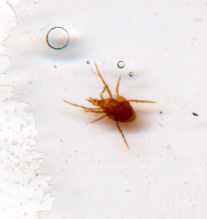 Mite: Sub Shingle