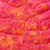 thumb2